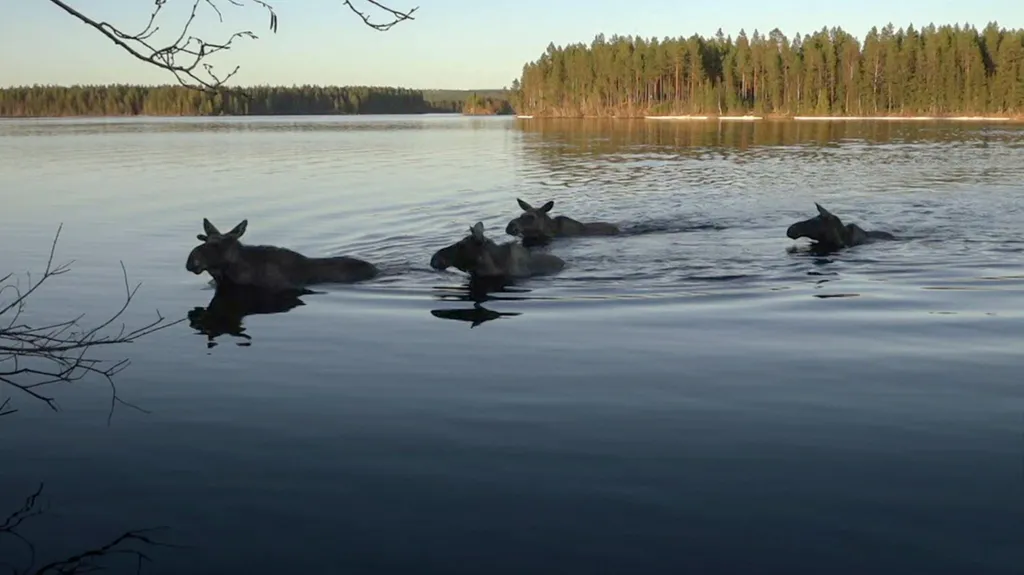 Millions watch as Swedish moose begin annual migration