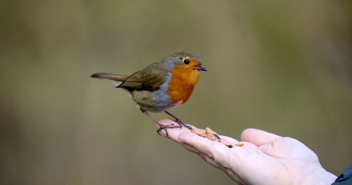 Anyone feeding birds in garden this summer told one thing &#039;should be avoided&#039;