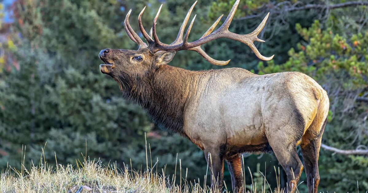 Animal wiped out from Britain could finally return after 3,000 years