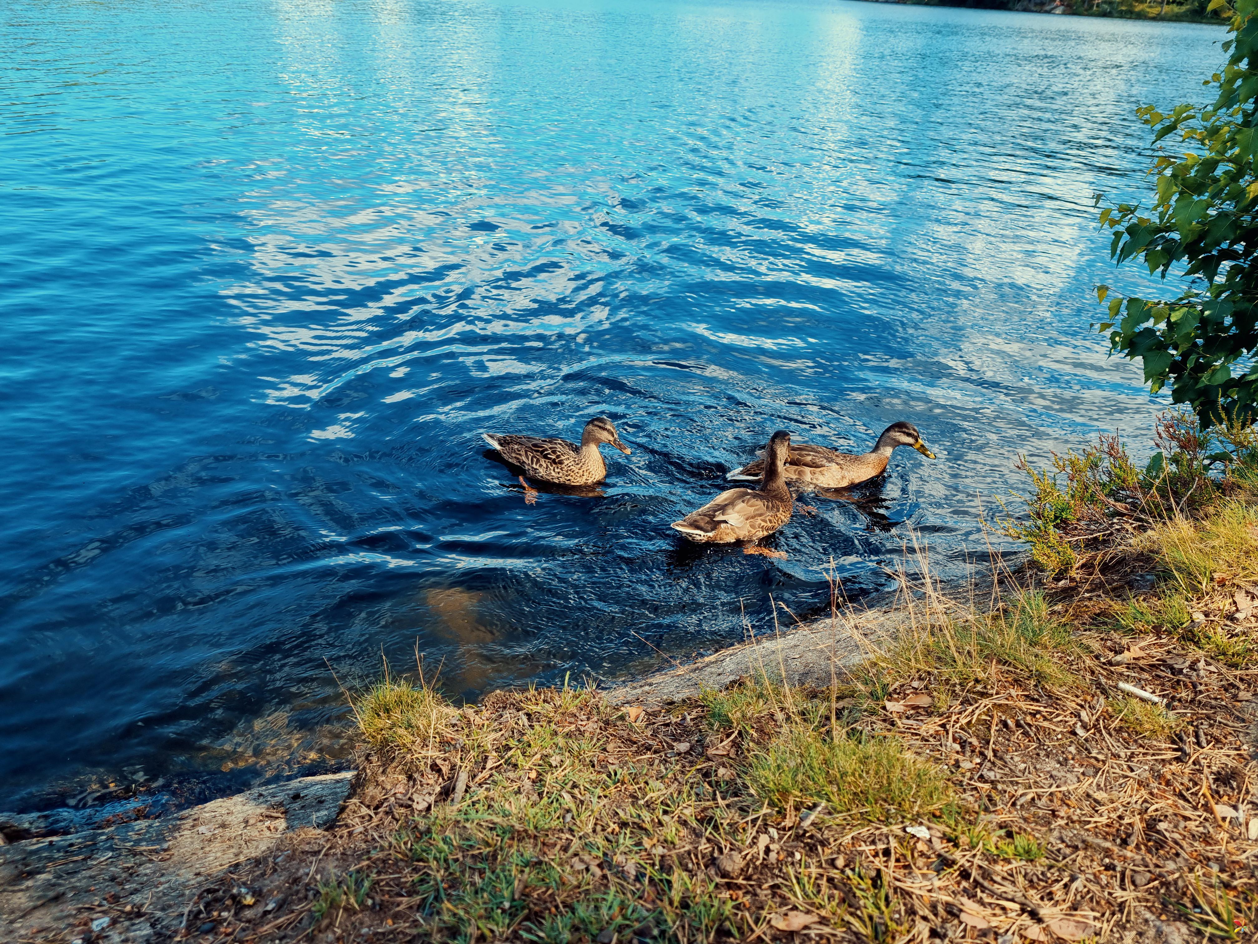 3 Ducks swimmin,Bråten badeplass, Oslo   