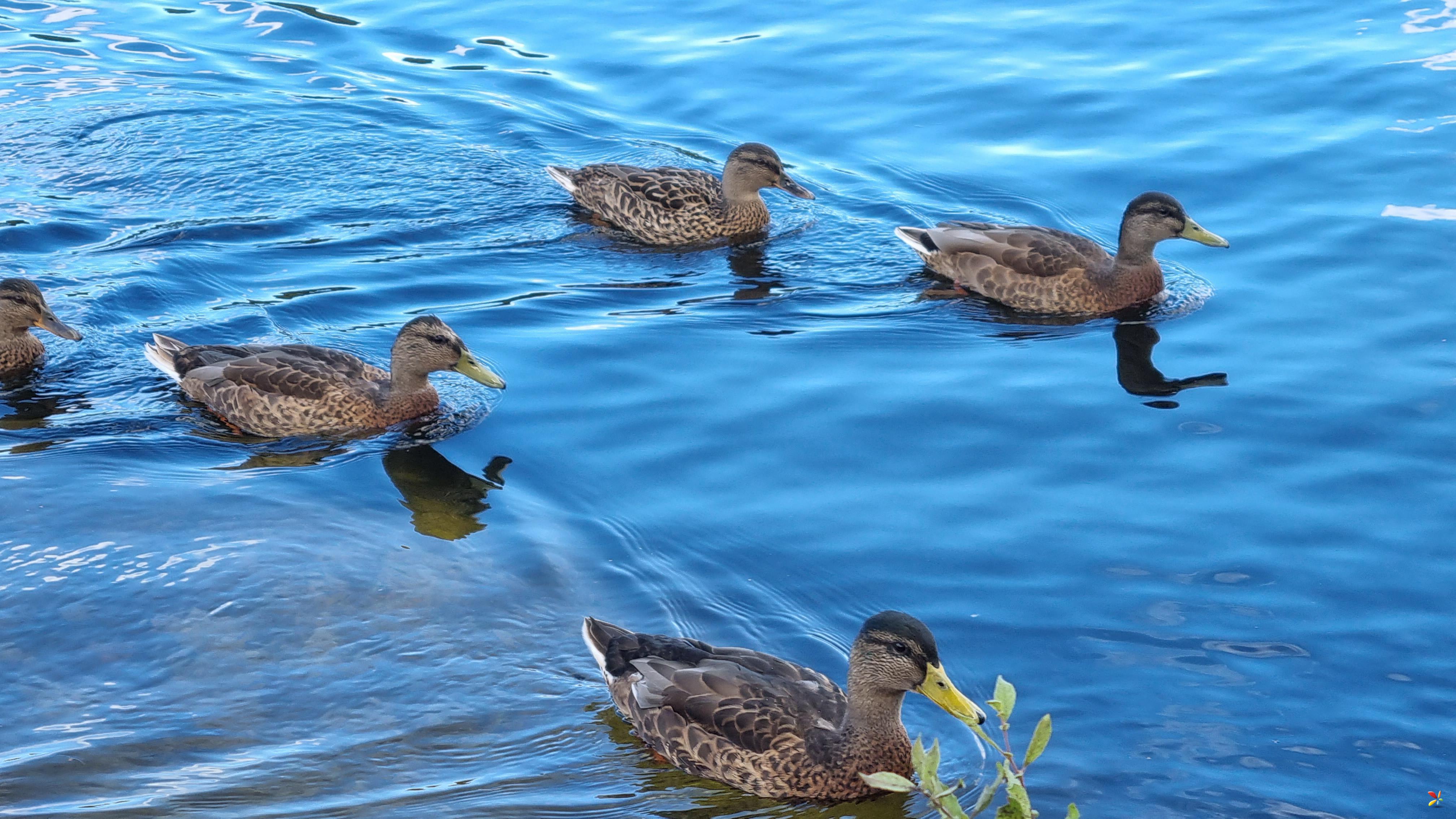 5 Ducks Bråten badeplass, Oslo  