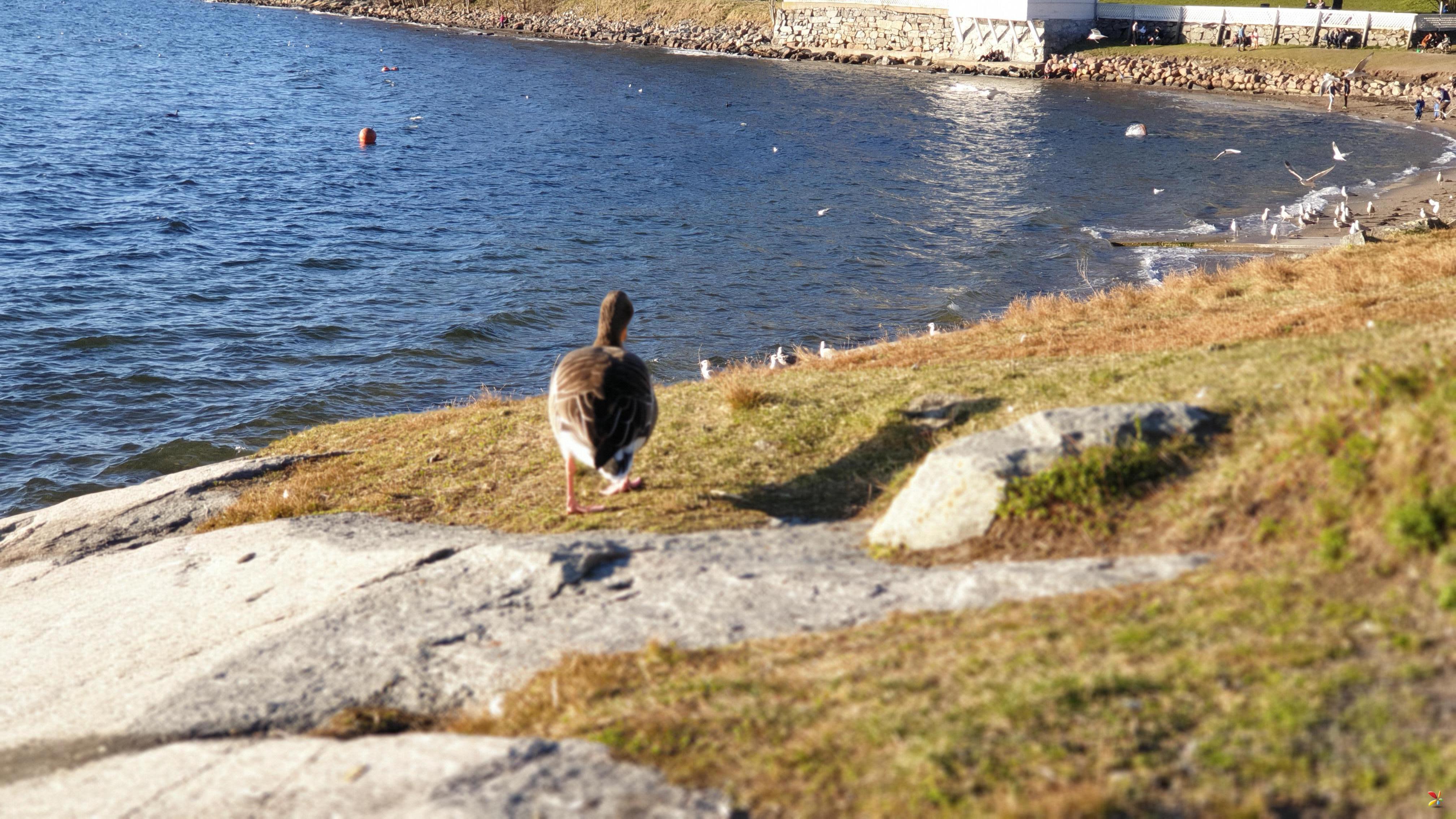 Hvervenbukta  