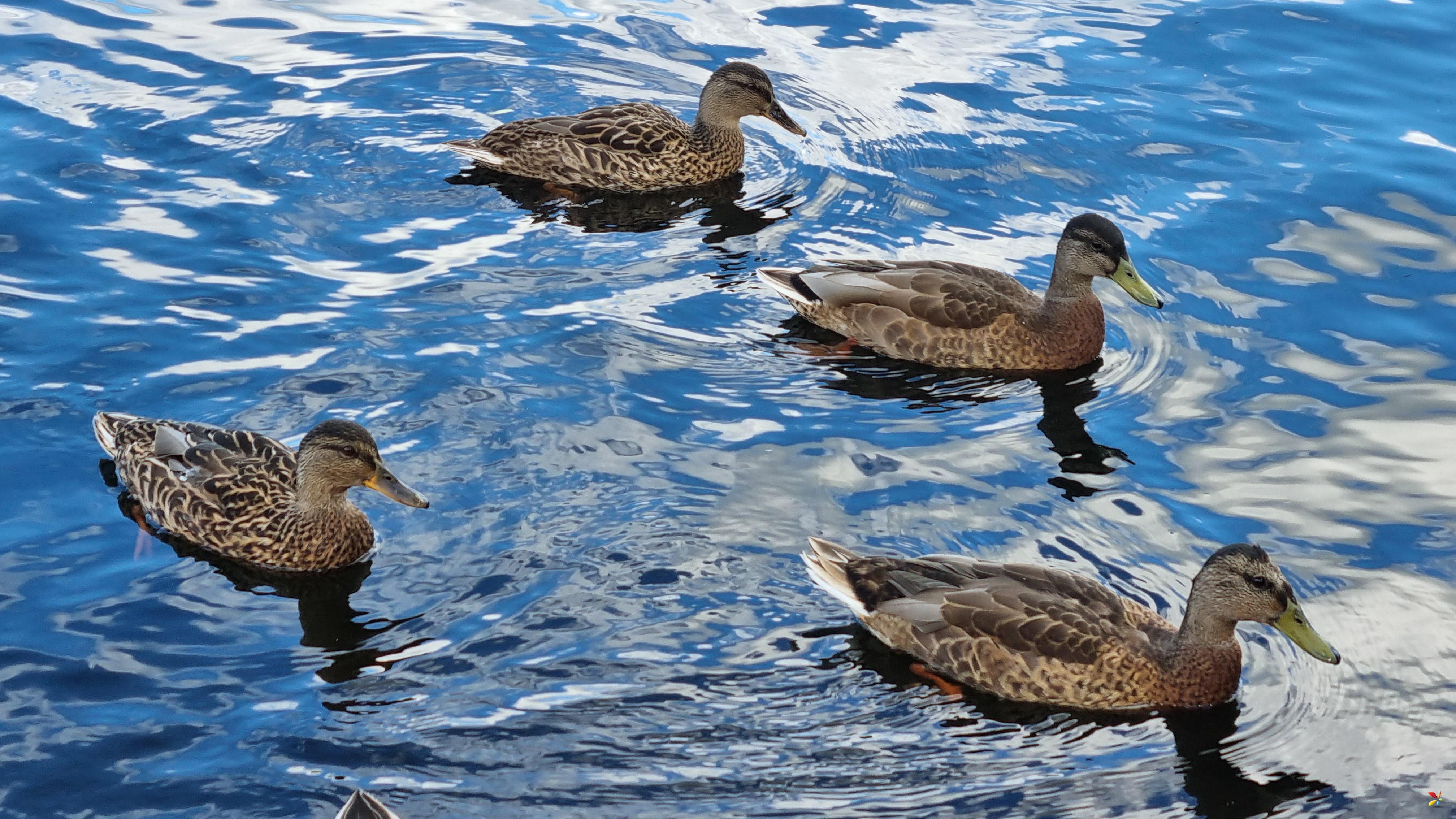4 Ducks Bråten badeplass, Oslo  