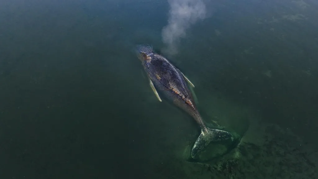 Rescuers abandon hope for whale stranded off German island