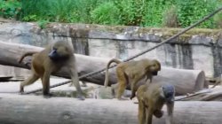 Outcry after German zoo <b class='text-danger'>culled</b> baboons due to overcrowding
