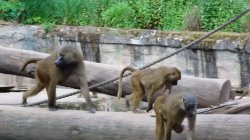 Outcry after German zoo culled baboons due to overcrowding