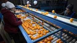 EU to vote on South America trade deal with safeguards for farmers