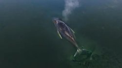 Rescuers abandon hope for whale stranded off German island