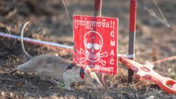 Ronin the rat sets new landmine-sniffing record