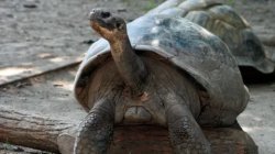 Zoo&#039;s tortoises become first-time parents... aged about 100