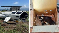 Unsecured penguin caused helicopter crash in South Africa