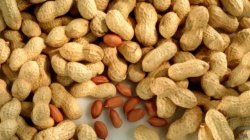 بادام زمینی بوداده 'حساسیت بیشتری' ایجاد می کند