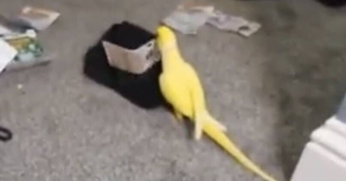 Drugs gang brought down after parrot started repeating incriminating 3 words