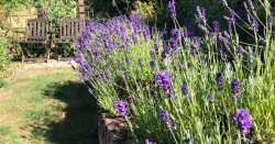 Key task to keep lavender blooming all summer long gardeners need to do now