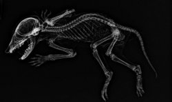 &#039;Weird&#039; mummified creature with human-like hands discovered by scientists
