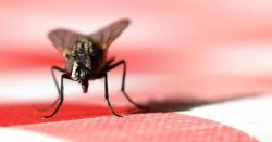 Genius window trick to get flies out of your house in hot weather every time