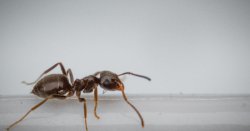 Anyone with ants in garden told &#039;watch out&#039; for invasive &#039;dangerous&#039; species spotted in UK
