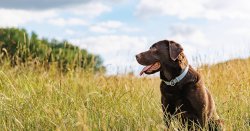 Dog owners who let pets walk in long grass need to do &#039;important check&#039; after