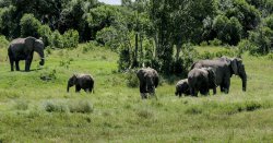 Horror as UK pensioner killed in elephant attack
