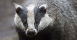 Woman torched Land Rover of &#039;evil badger man&#039; in mistaken bid for revenge over dead cat