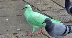 The bright green pigeon that&#039;s become &#039;a tourist attraction&#039; - but experts share concerns