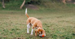 &#039;I&#039;m a vet – there&#039;s 7 dangerous toys I&#039;d avoid and one&#039;s very common&#039;
