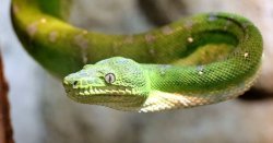 RSPCA issues UK-wide alert as &#039;snakes are on the loose&#039;
