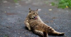 Vet explains reason cats love concrete slabs  – and if you should worry
