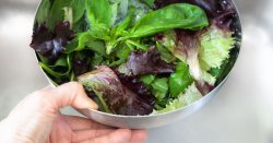 Urgent recall issued for six salad products over food poisoning fears