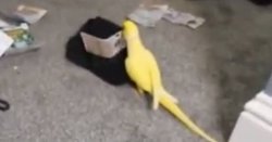 Drugs gang brought down after parrot started repeating incriminating 3 words