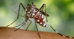 Stark warning for those bitten by mosquitoes in Spain