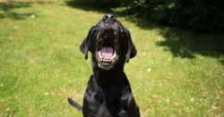 I asked 3 experts what can I do about my neighbour&#039;s loud dog - they all said 1 thing