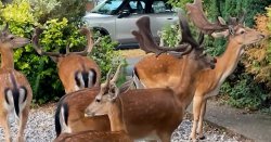 UK town overrun with herd of deer - &#039;like something out of a Disney movie&#039;