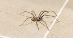 ITV expert explains &#039;spider season 2025&#039; how he was bitten and &#039;venom&#039; risk