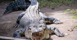 Tricky animal quiz will test your knowledge of the natural world - take it now