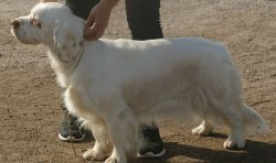 I asked a dog expert their top 10 &#039;lazy&#039; dogs that need the least walking for busy owners