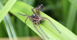Huge &#039;extinct&#039; spiders are being found in UK homes