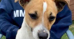 Family left heartbroken after venomous adder kills pet dog with bite to the face