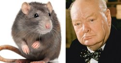 Farage calls RSPCA demand for rats on banknotes instead of Churchill 'absolutely crackers'