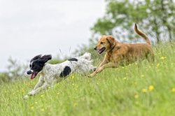 ‘Worrying’ new law for dog owners with unlimited fine and prison time from Wednesday