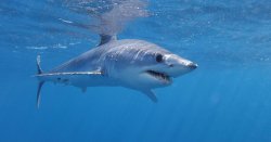 Huge shark seen in sea off Majorca weeks after great white caught in Spain