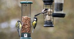 Anyone with bird feeder in garden issued urgent wa<b class='text-danger'>rn</b>ing