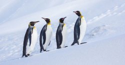 Donald Trump imposes &#039;tariffs on penguins&#039; after targetting remote territories