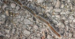 Cyprus panic as &#039;toxic&#039; bugs causing chaos