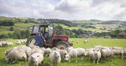 Warning to animal owners after sheep catches bird flu for first time in UK