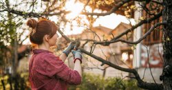Anyone with trees in garden told not to make 1 mistake or face £20,000 fine