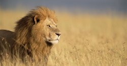 Heartbreak in African country loved by Brits as lion and elephant attacks kills 2