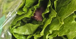 Woman &#039;sick to stomach&#039; after finding &#039;dead rodent&#039; in what she bought for lunch at Tesco