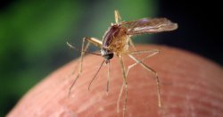 Mosquitoes now spreading to more of UK as 21 different species found