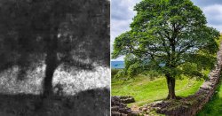 Man accused of chopping down Sycamore Gap tree claims he is being framed